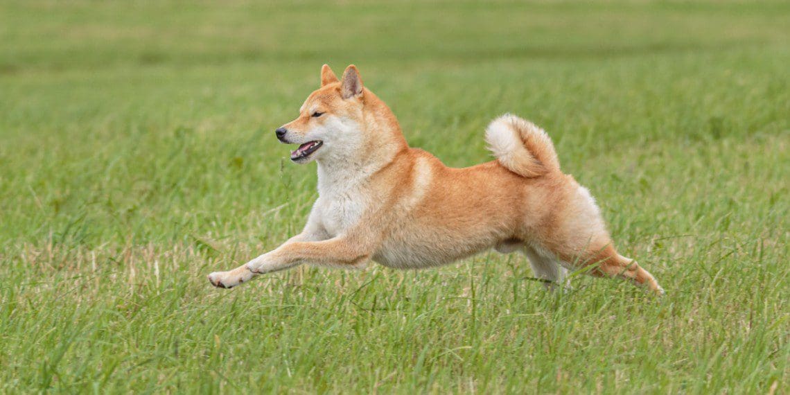 Shiba-Inu-Hond-1140×570-1 Crypto wereld in rouw door enorm meme-verlies