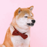 Floki Inu destaca con alza de 430% frente a otras monedas meme