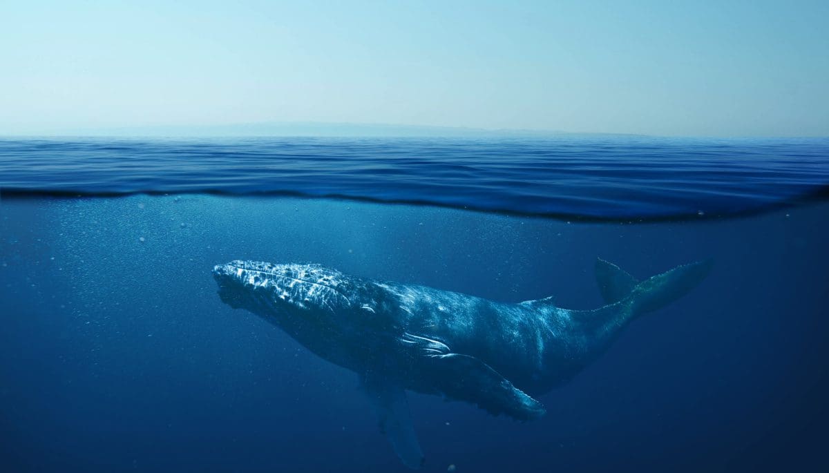Las ballenas siguen comprando Bitcoin en masa antes del halving