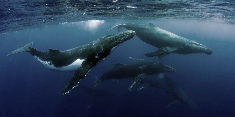 bitcoin-whales-groeien-750×375-1
