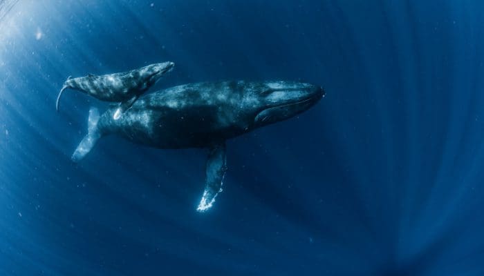 El número de ballenas Ethereum desciende tras esta actualización