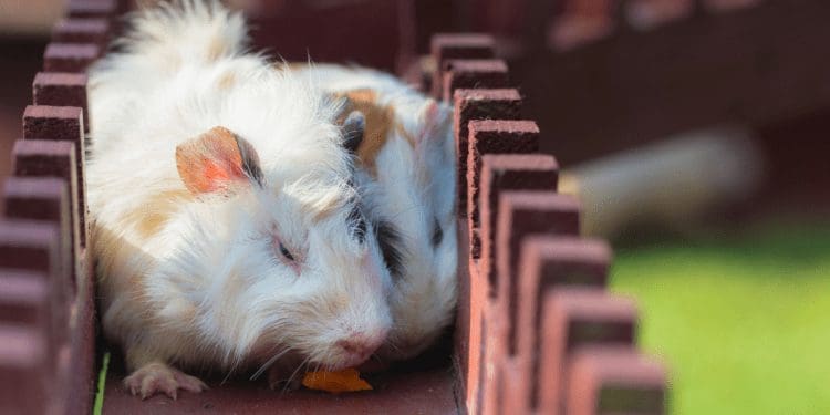 hamsterrace-750×375-1