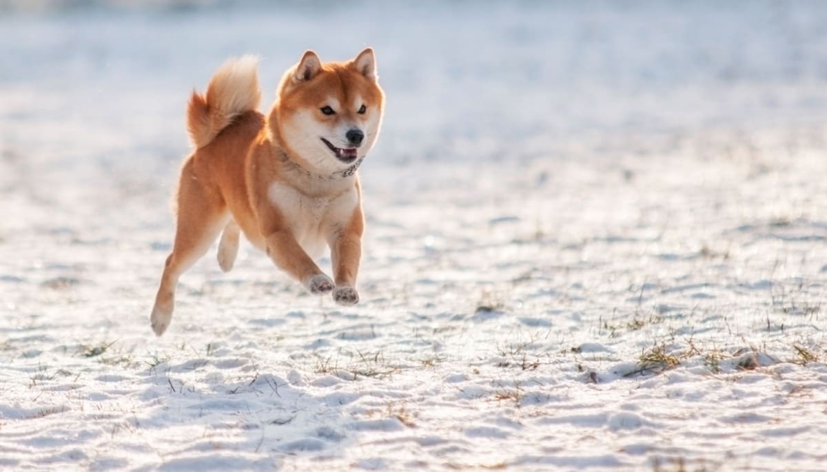 Dogecoin kan voor FOMO in de markt zorgen, crypto-expert deelt theorie