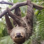 La nueva memecoin de Solana se dispara tras un error de $10 millones