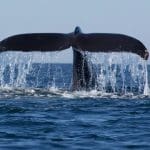 Las grandes ballenas de BTC comprarán miles de millones de BTC en 2024