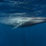 Una misteriosa crypto ballena compra €77 millones en grandes altcoin