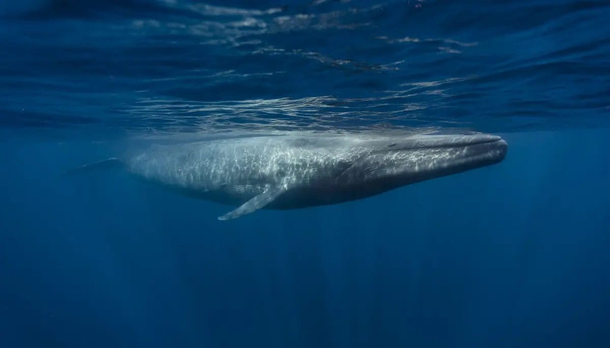 Una misteriosa crypto ballena compra €77 millones en grandes altcoin