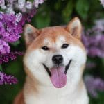 Cómo Bitcoin ha entretenido a la comunidad de memes esta semana