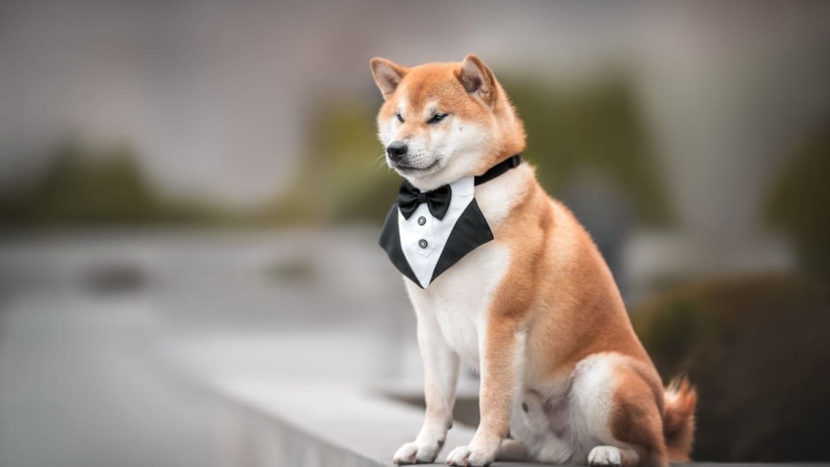Caída del bitcoin: ¿despegue de las altcoin? Pepe y Shiba creen que sí