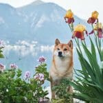 Cuidado: circula una criptomoneda Shiba Inu falsa