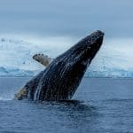 Las ballenas de BTC acumulan una fortuna millonaria al ganar Trump las elecciones