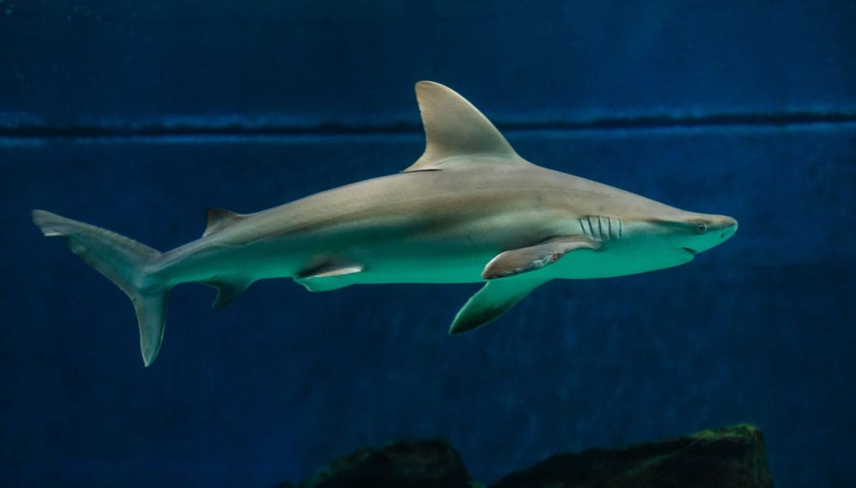 Estafadores crypto gastan €20 millones en tiburones y prostitutas