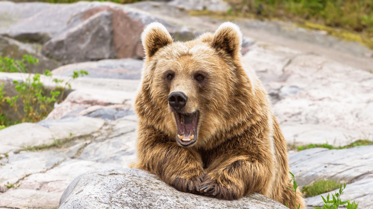 ¡Alerta roja! Si esta barrera cae, prepárate para el bearmarket