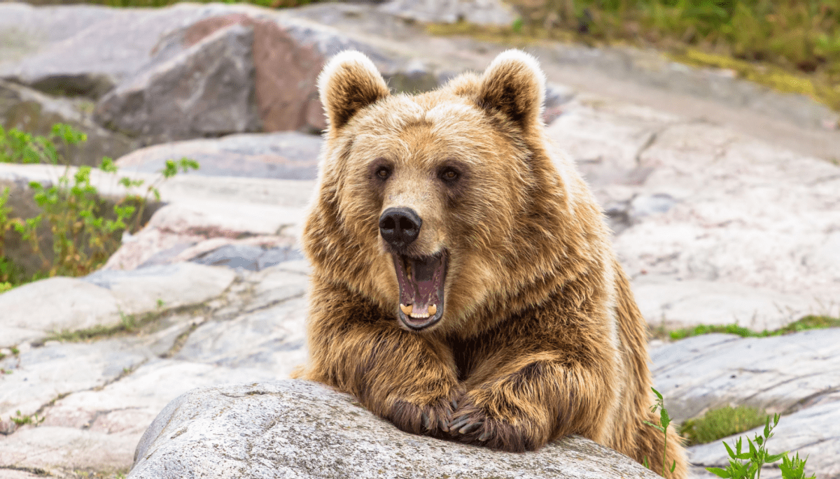 ¡Alerta roja! Si esta barrera cae, prepárate para el bearmarket