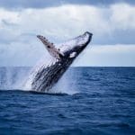 Ballena de Bitcoin se despierta con €79 millones más tras 10 años