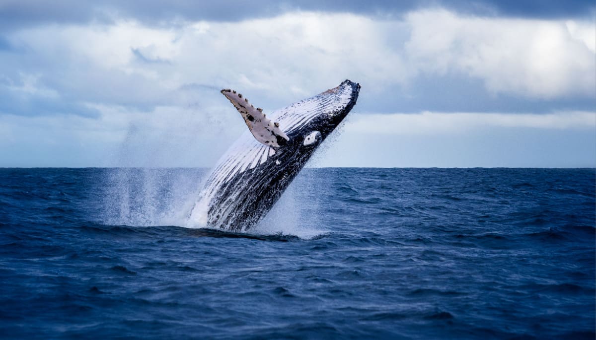 Ballena de Bitcoin se despierta con €79 millones más tras 10 años