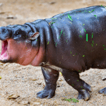 Moo Deng se dispara 173% y asalta el top de Bitvavo