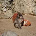 Se cuelan en una reserva de monos para promocionar una memecoin